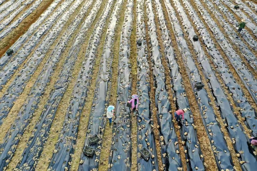 中国新特产”丨新华深读j9国际站登录解码“(图3)
