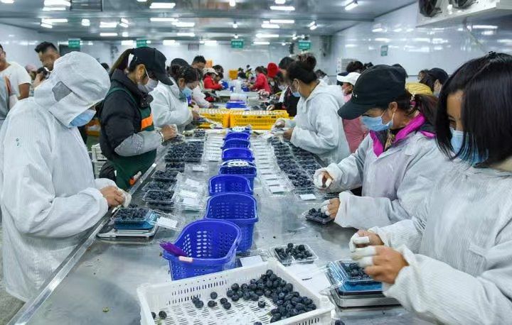 中国新特产”丨新华深读j9国际站登录解码“(图9)